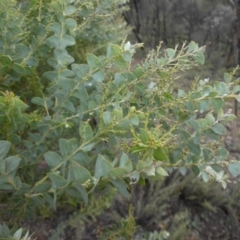 Acacia cultriformis at Majura, ACT - 18 Apr 2015 10:41 AM