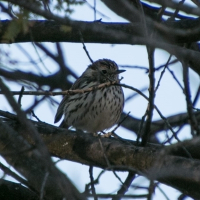 Pyrrholaemus sagittatus (Speckled Warbler) at Cooleman Ridge - 13 Sep 2018 by SWishart