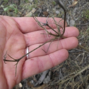 Eryngium ovinum at Majura, ACT - 18 Apr 2015