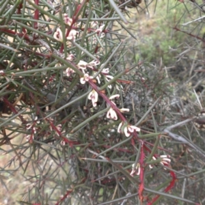 Hakea decurrens subsp. decurrens at Majura, ACT - 18 Apr 2015 11:09 AM