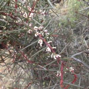 Hakea decurrens subsp. decurrens at Majura, ACT - 18 Apr 2015