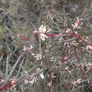 Hakea decurrens subsp. decurrens at Majura, ACT - 18 Apr 2015 11:09 AM