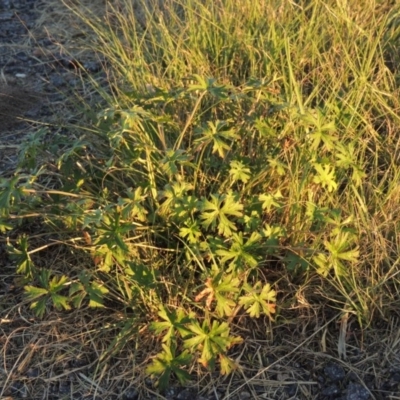 Geranium sp. (Geranium) at Isabella Plains, ACT - 16 Apr 2015 by michaelb
