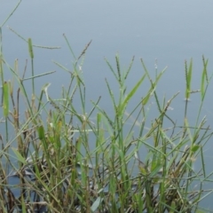 Paspalum distichum (Water Couch) at Monash, ACT - 16 Apr 2015 by michaelb