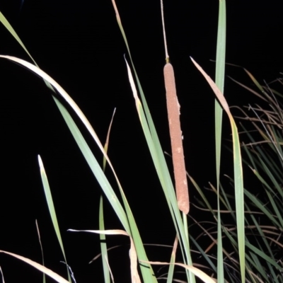 Typha domingensis (Bullrush) at Monash, ACT - 16 Apr 2015 by MichaelBedingfield