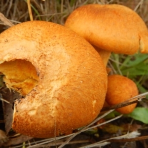 Gymnopilus junonius at Stromlo, ACT - 18 Apr 2015