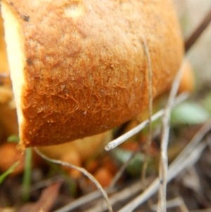 Gymnopilus junonius at Stromlo, ACT - 18 Apr 2015 12:00 AM