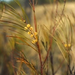 Acacia elongata at Greenway, ACT - 14 Oct 2007