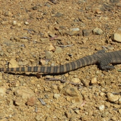 Varanus rosenbergi (Heath or Rosenberg's Monitor) at Cotter River, ACT - 4 Nov 2014 by JoshMulvaney