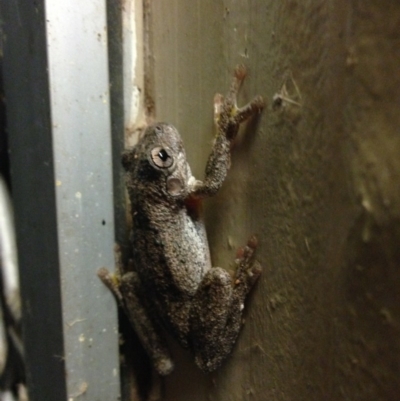 Litoria peronii (Peron's Tree Frog, Emerald Spotted Tree Frog) at Fyshwick, ACT - 26 Feb 2015 by JoshMulvaney