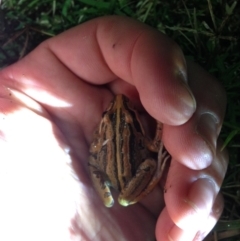 Limnodynastes peronii (Brown-striped Frog) at Jerrabomberra Wetlands - 26 Feb 2015 by JoshMulvaney