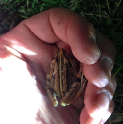 Limnodynastes peronii (Brown-striped Frog) at Fyshwick, ACT - 26 Feb 2015 by JoshMulvaney