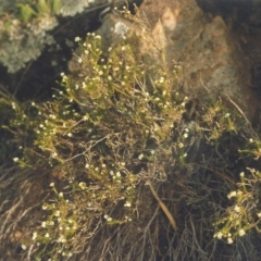 Asperula ambleia at Tennent, ACT - 22 Sep 2005