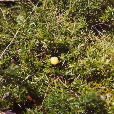 Acrotriche serrulata (Ground-berry) at Conder, ACT - 29 Jan 2000 by michaelb