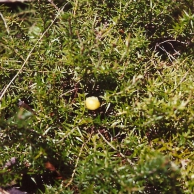 Acrotriche serrulata (Ground-berry) at Tuggeranong Hill - 29 Jan 2000 by michaelb