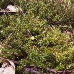 Acrotriche serrulata at Conder, ACT - 30 Jan 2000