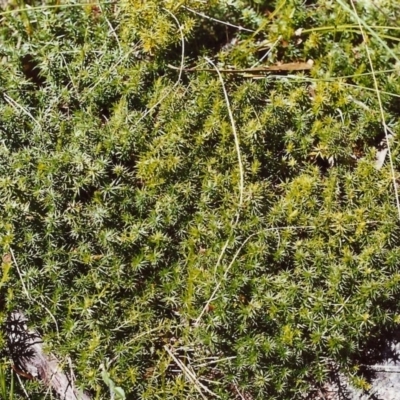 Acrotriche serrulata (Ground-berry) at Tuggeranong Hill - 27 Nov 1999 by michaelb