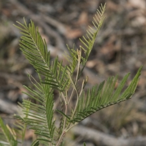 Acacia decurrens at The Pinnacle - 14 Apr 2015