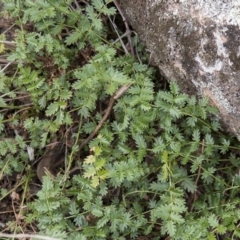 Acaena echinata (Sheeps Burr) at Dunlop, ACT - 14 Apr 2015 by RussellB