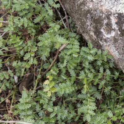Acaena echinata (Sheeps Burr) at Dunlop, ACT - 14 Apr 2015 by RussellB