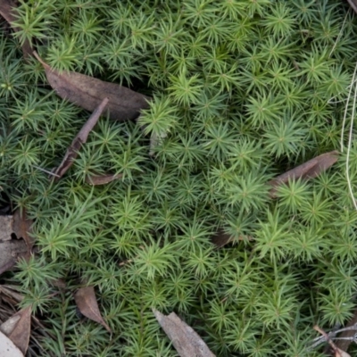 Acrotriche serrulata (Ground-berry) at Dunlop, ACT - 14 Apr 2015 by RussellB