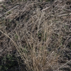 Lachnagrostis filiformis (Blown Grass) at Dunlop, ACT - 14 Apr 2015 by RussellB