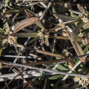 Alternanthera denticulata at Dunlop, ACT - 14 Apr 2015