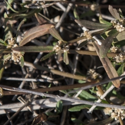 Alternanthera denticulata (Lesser Joyweed) at Dunlop, ACT - 13 Apr 2015 by RussellB