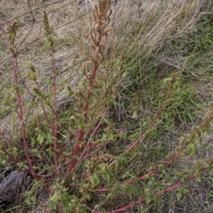 Amaranthus retroflexus at Dunlop, ACT - 14 Apr 2015 12:00 AM