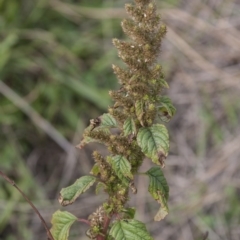 Amaranthus retroflexus at Dunlop, ACT - 14 Apr 2015 12:00 AM