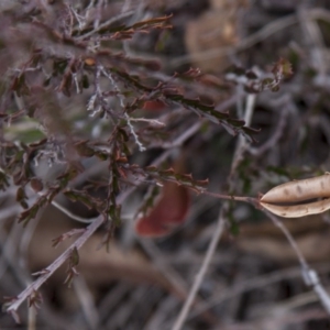 Bossiaea buxifolia at Dunlop, ACT - 14 Apr 2015