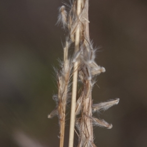 Bothriochloa macra at Dunlop, ACT - 14 Apr 2015 12:00 AM