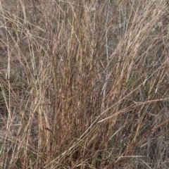 Bothriochloa macra at Dunlop, ACT - 14 Apr 2015 12:00 AM