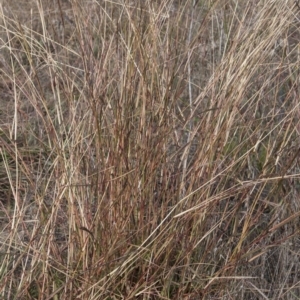 Bothriochloa macra at Dunlop, ACT - 14 Apr 2015 12:00 AM