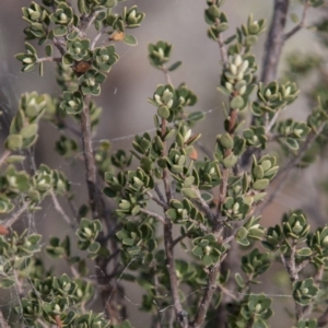 Brachyloma daphnoides at Dunlop, ACT - 14 Apr 2015