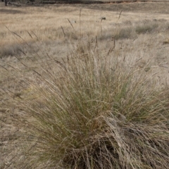 Carex appressa (Tall Sedge) at Dunlop, ACT - 14 Apr 2015 by RussellB