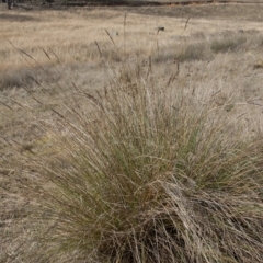 Carex appressa (Tall Sedge) at Dunlop, ACT - 13 Apr 2015 by RussellB