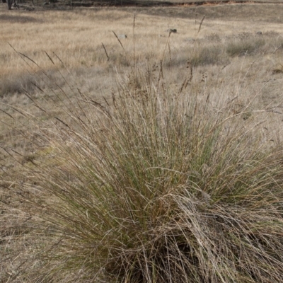 Carex appressa (Tall Sedge) at Dunlop, ACT - 14 Apr 2015 by RussellB