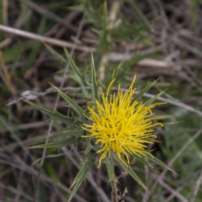 Carthamus lanatus (Saffron Thistle) at Dunlop, ACT - 13 Apr 2015 by RussellB