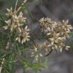 Cassinia quinquefaria (Rosemary Cassinia) at Dunlop, ACT - 13 Apr 2015 by RussellB