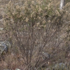 Cassinia quinquefaria at Dunlop, ACT - 14 Apr 2015 12:00 AM