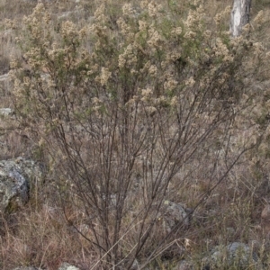 Cassinia quinquefaria at Dunlop, ACT - 14 Apr 2015