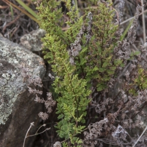 Cheilanthes sieberi at Dunlop, ACT - 14 Apr 2015