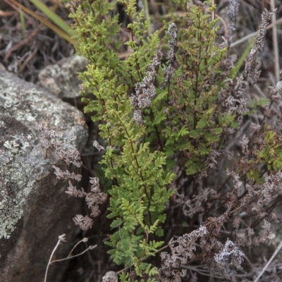 Cheilanthes sieberi (Rock Fern) at Dunlop, ACT - 13 Apr 2015 by RussellB