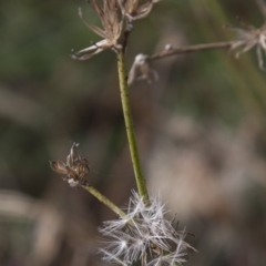 Chondrilla juncea (Skeleton Weed) at Dunlop, ACT - 13 Apr 2015 by RussellB
