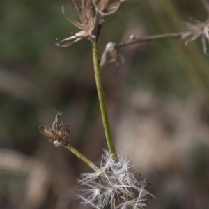 Chondrilla juncea at Dunlop, ACT - 14 Apr 2015 12:00 AM