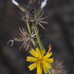 Chondrilla juncea at Dunlop, ACT - 14 Apr 2015 12:00 AM