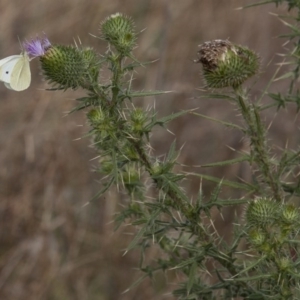 Cirsium vulgare at Belconnen, ACT - 14 Apr 2015