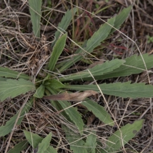 Erigeron bonariensis at Dunlop, ACT - 14 Apr 2015 12:00 AM