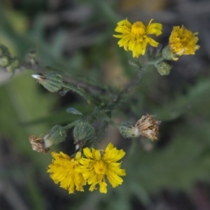 Crepis capillaris at Dunlop, ACT - 14 Apr 2015 12:00 AM